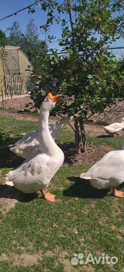 Утята,утки голубой Фаворит,гуси Линда