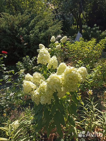 Цветы из сада - розы, гортензии