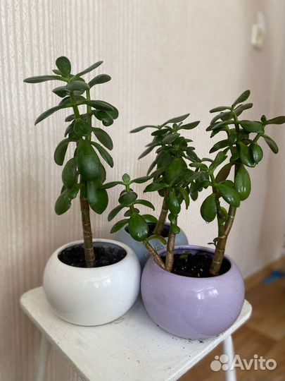 Комнатные цветы