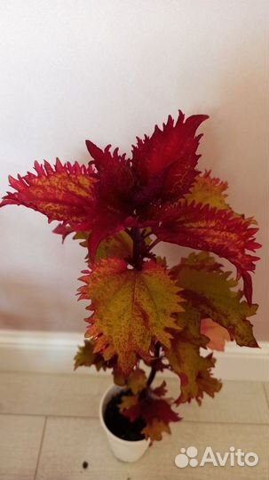 Колеусы (крапивка), пеларгония (герань)