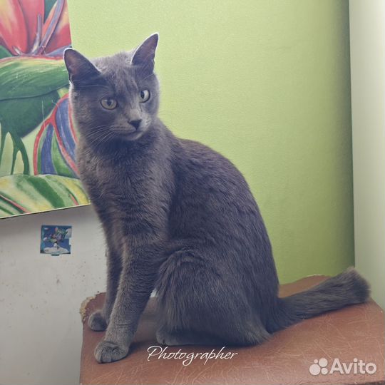 Кошка Дымка