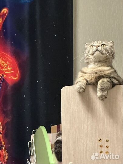 Кошечка Мая