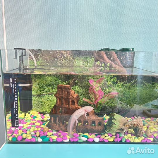 Аксолотоль