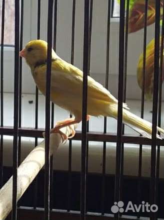 Канарейка кенор