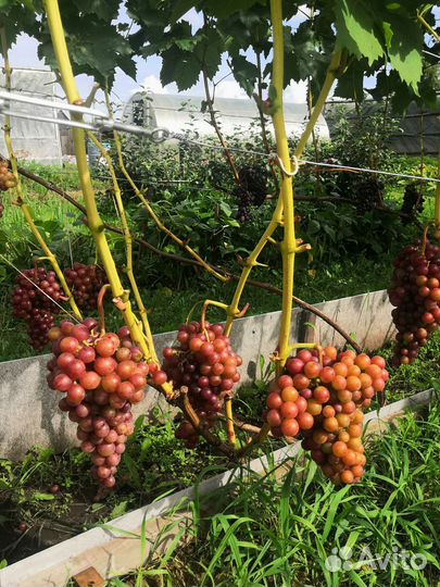 Саженцы винограда