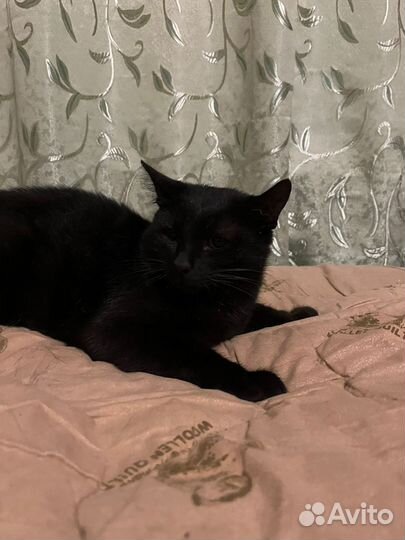 Кошка в дар