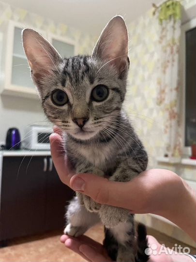 В добрые руки