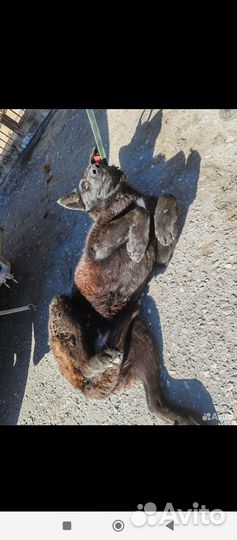 Собака в добрые руки