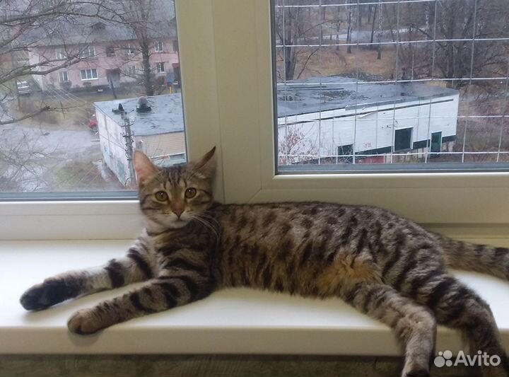 Европейская