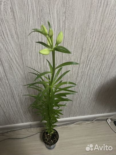 Комнатные цветы калла