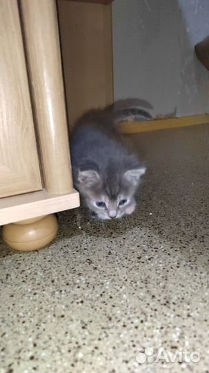 Кошка