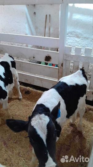 Бычки телки телята бесплатная доставка