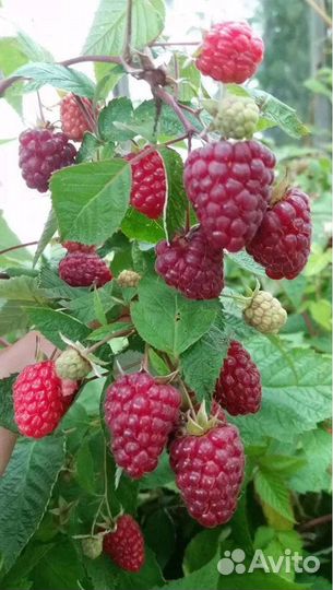 Малина ремонтантная (саженцы)