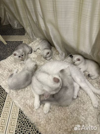 Котята Серебристая Шиншилла