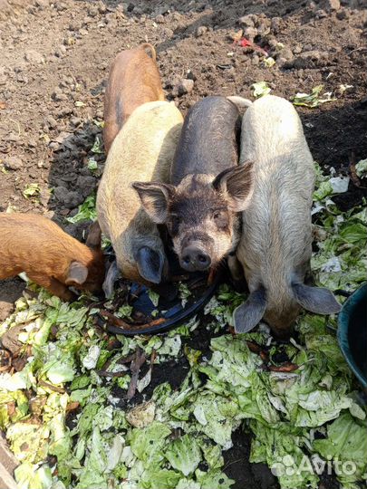 Поросята Венгерская мангалица