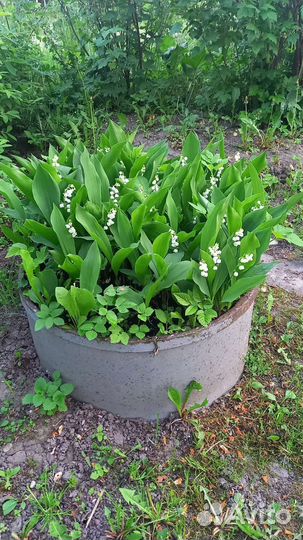 Ландыши садовые