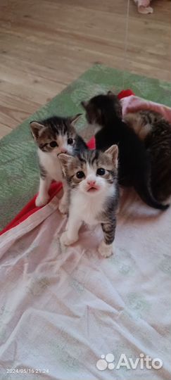 Котята в добрые руки