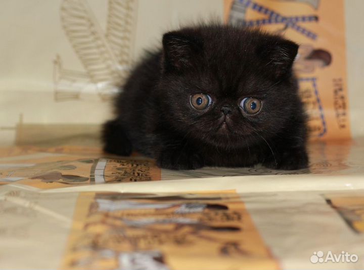 Кошечка экзотическая