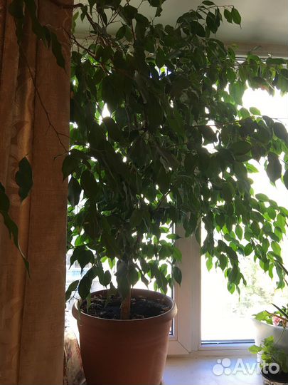 Фикус бенджамина большой