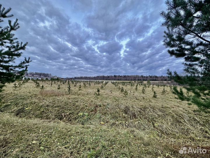 Саженцы сибирского кедра