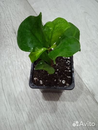 Фикус триангулярис грин дрим