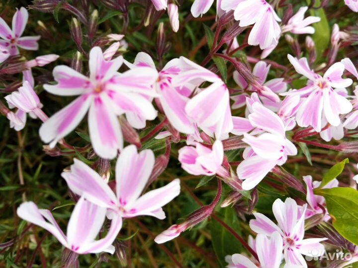 Флокс шиловидный