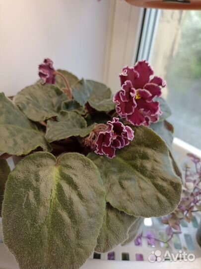 Фиалка, хойи, пепероми, сингониум