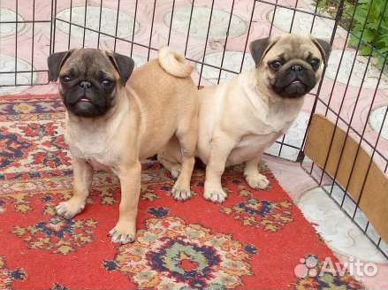Мопсы абрикосы