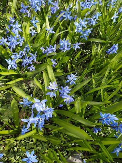 Участок 9 сот. (СНТ, ДНП)