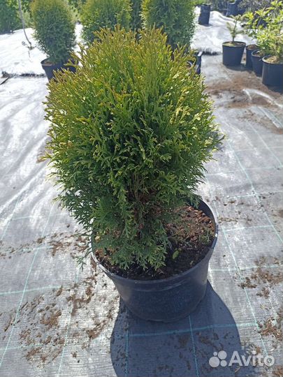 Туя Литл Гиант