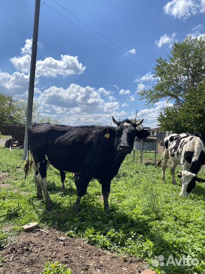 Коровы дойные молочные голштинской породы