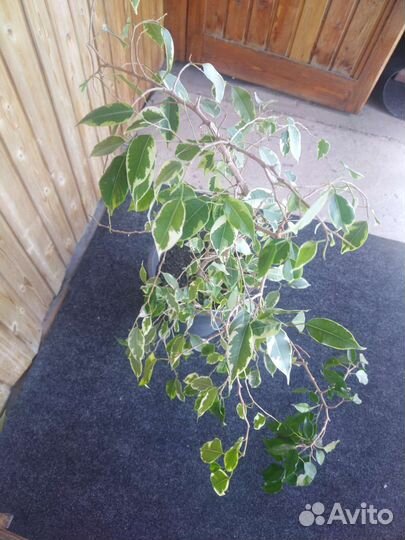 Фикус бенджамина пестролистный