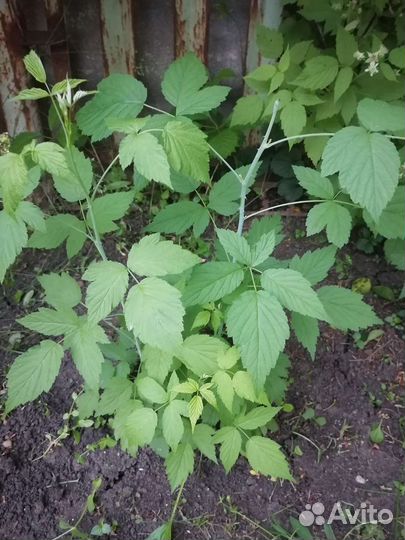 Куст черной малины