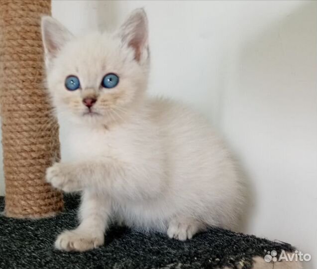 Тайские котята