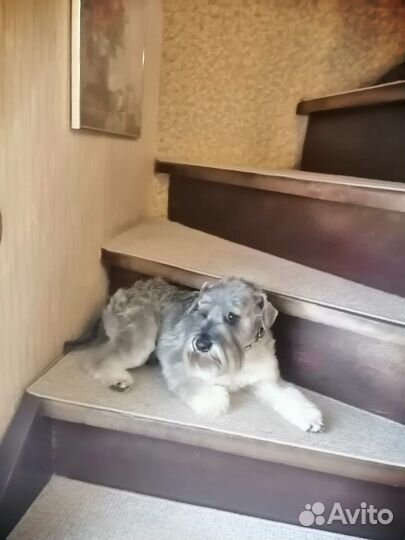 Вязка цвергшнауцер