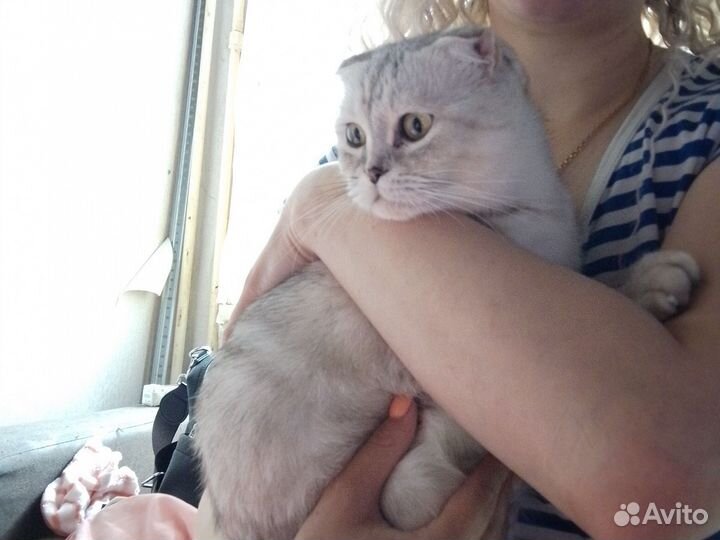 Шотландская