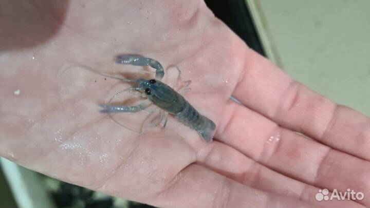 Австралийские раки