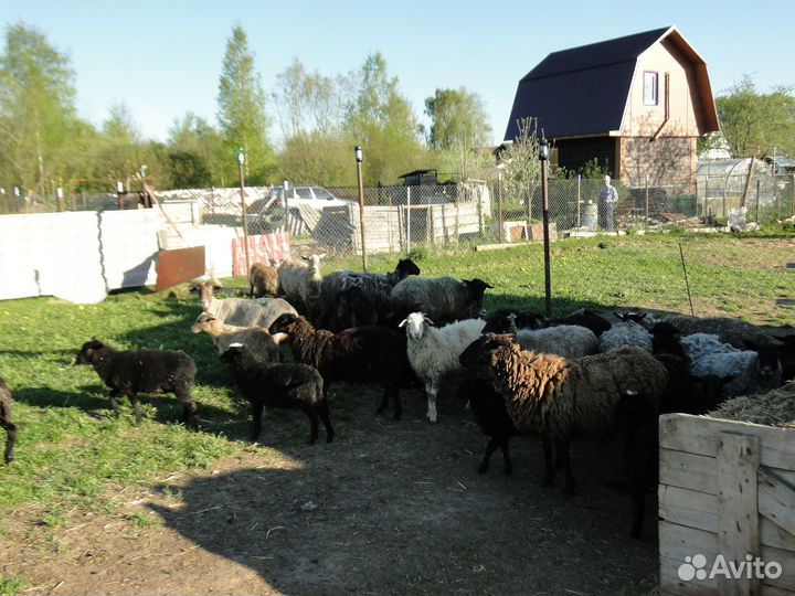 Бараны и ягнята