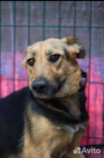 Умираю в клетке