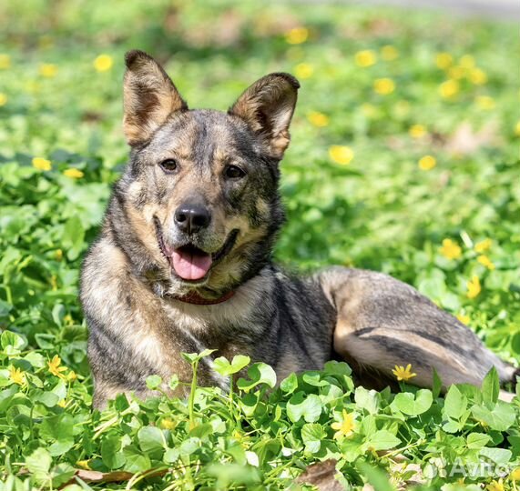 Собака в добрые руки бесплатно