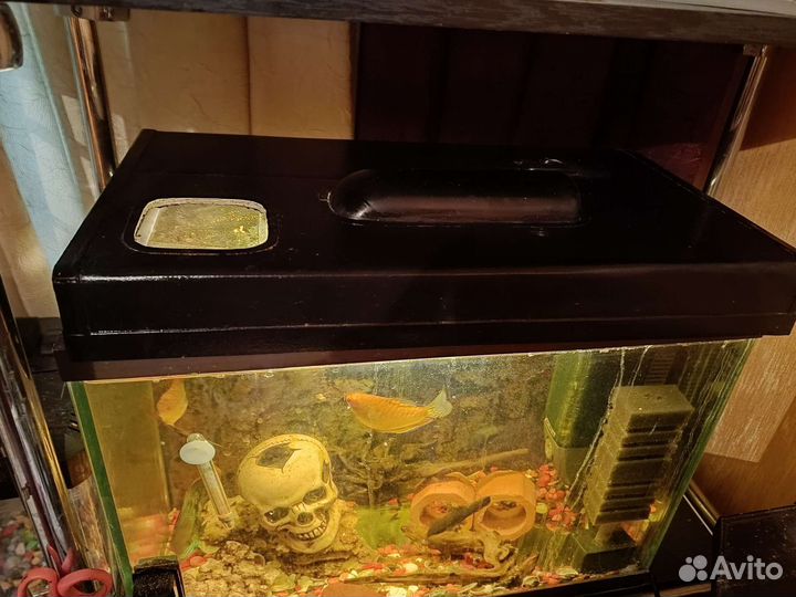 Аквариум с рыбками