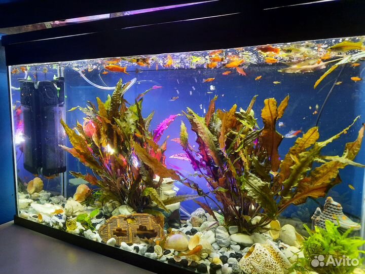 Аквариум