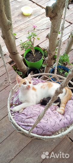 Котенок в добрые руки