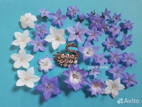 Кампанула жених