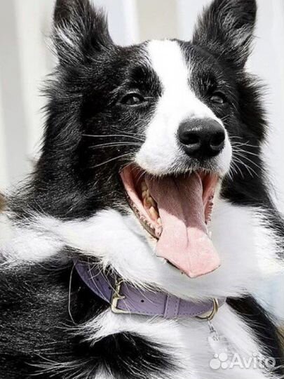 Ошейник для собак