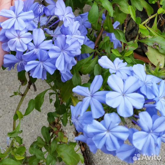 Домашние Цветы часть 1