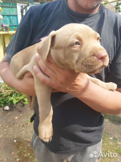 Щенки питбуля