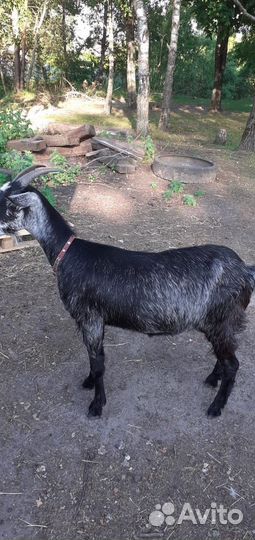 Коза нубийская,дойная молочная