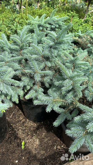 Ель карпатен