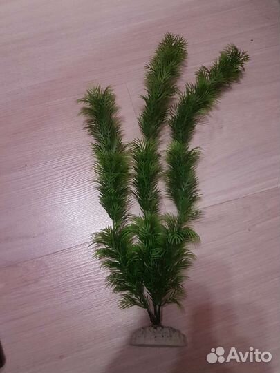 Растения аквариумные. Замок. Рыбки